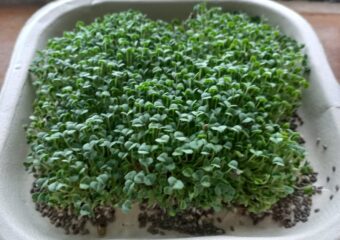 Project on Microgreens